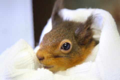 Found A Sick Or Injured Squirrel | RSPCA - RSPCA - Rspca.org.uk